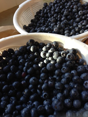 Blueberry Hill Farm