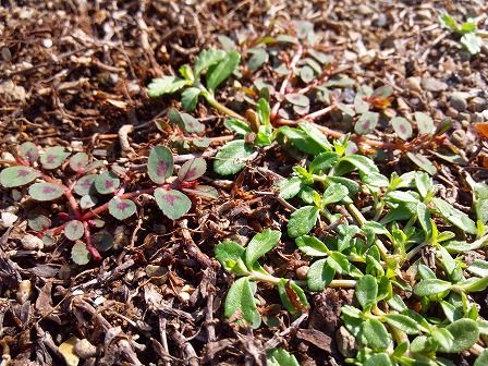 クラピア庭の雑草カタバミの次はコニシキソウ 緑の温もりを感じる庭づくり 北限のクラピア 楽天ブログ
