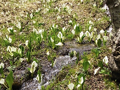 水芭蕉の森