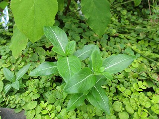 IMG_5448ss.jpg