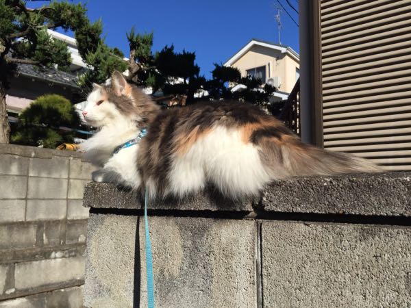 rblog-20151231120031-04.jpg