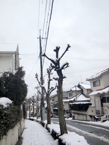 南京ハゼと雪