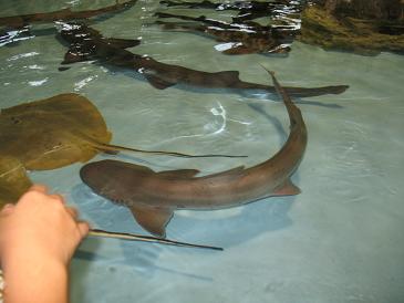 葛西水族園9