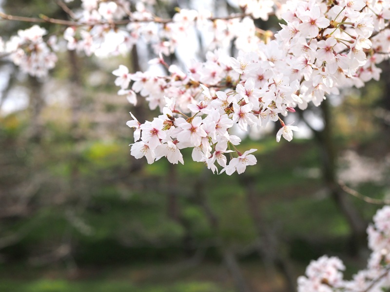 桜_堀之内