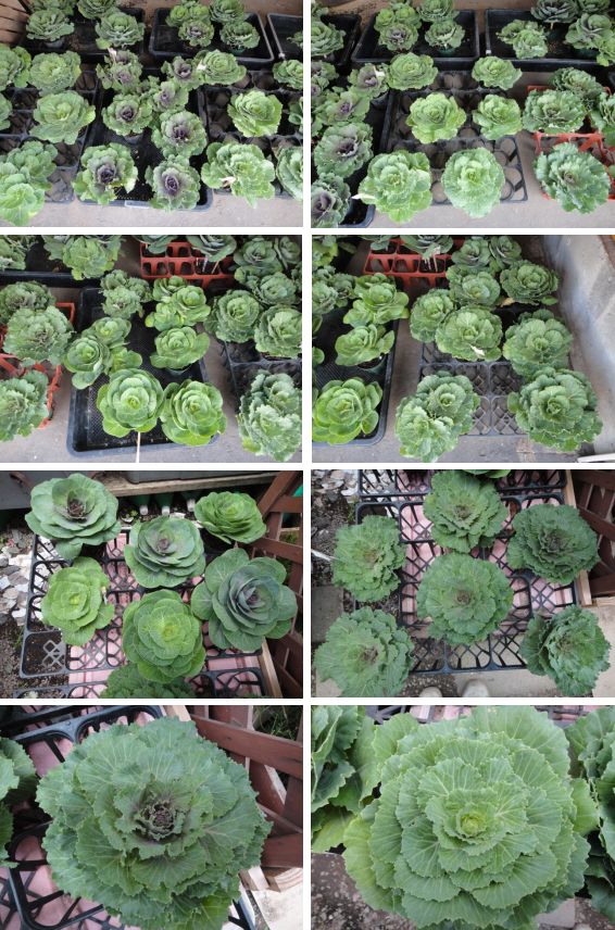 実生葉牡丹の成長の様子