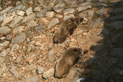IMG_6862.jpg