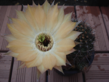 DSC08017.png