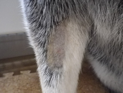 ハゲにされちった~