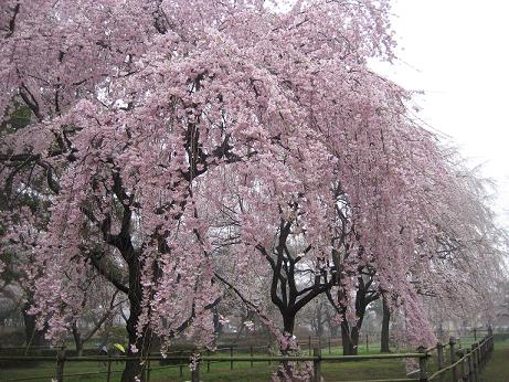 しだれ桜