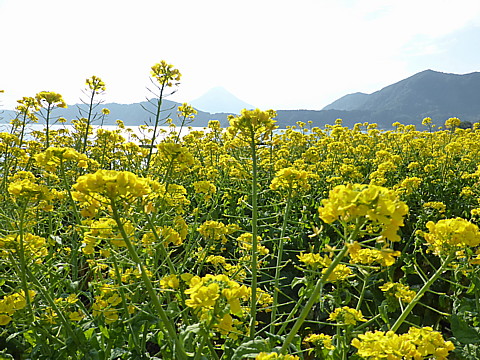 P1250745.jpg