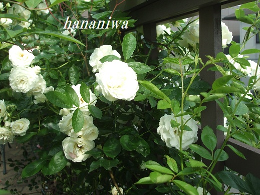 油井邸サマースノー１２０５２１.JPG