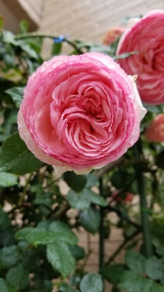rblog-20180517230843-01.jpg