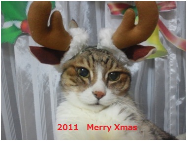 2011 クリスマス（トム）1