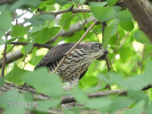 洗足池にて