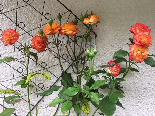 rblog-20170622195547-02.jpg