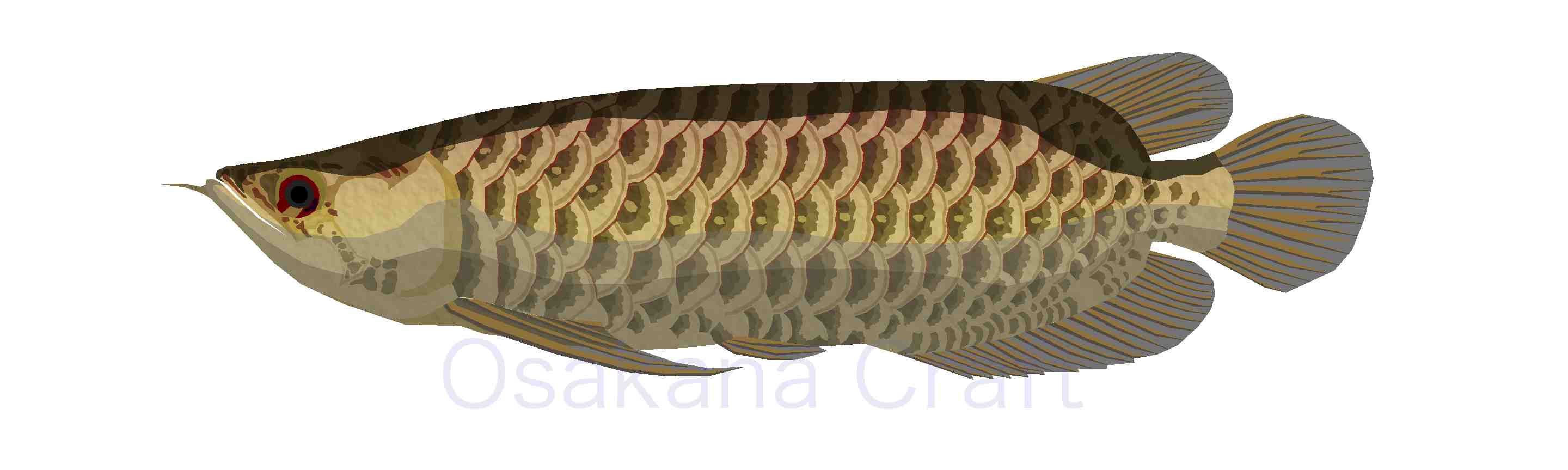 アロワナ Arowana Osakana Craft イラスト熱帯魚図鑑 楽天ブログ