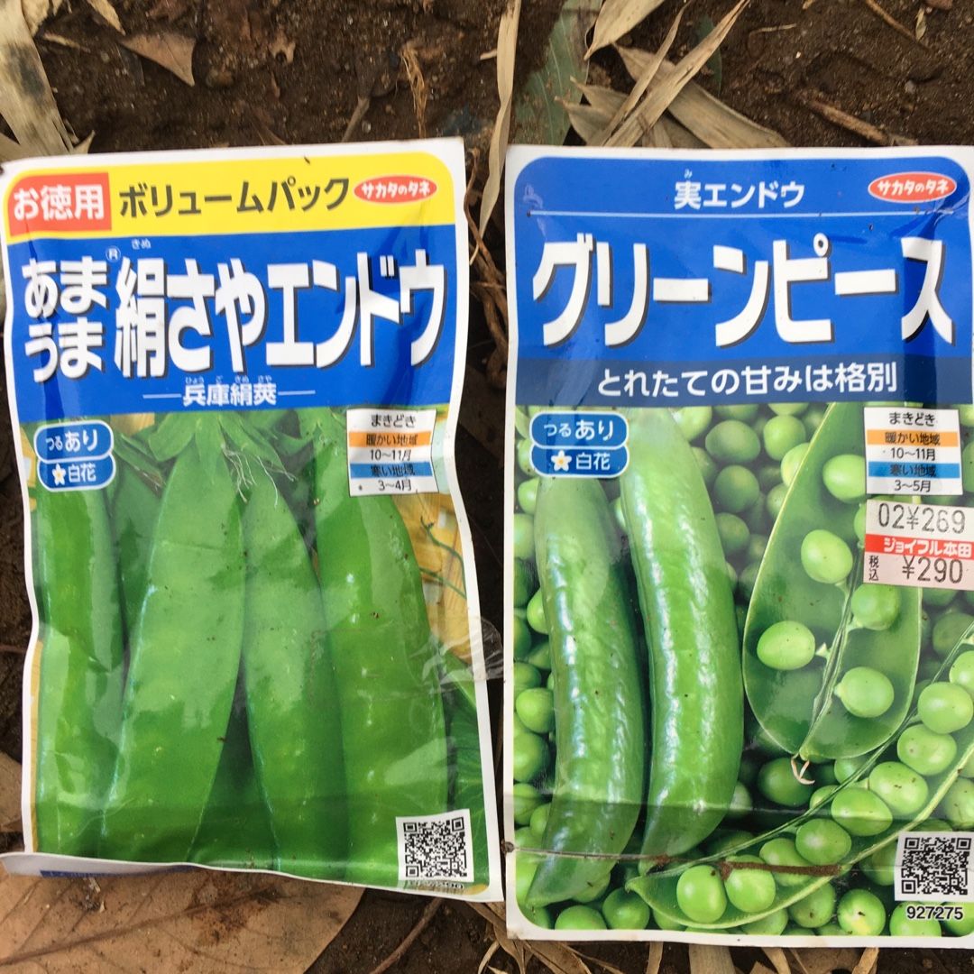 ソラマメとエンドウマメの種蒔 Futtutyの菜園ブログ 楽天ブログ