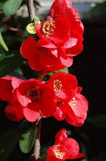 真っ赤な木瓜の花