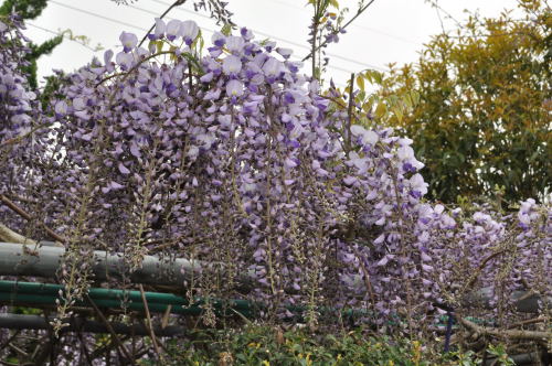 藤の花　と　双子の孫