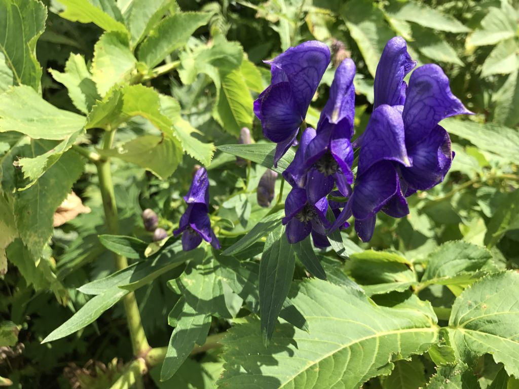 白山3 高山植物1 醍醐山と下部 しもべ 温泉 楽天ブログ