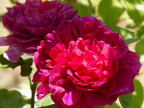 DSCN0497.JPG