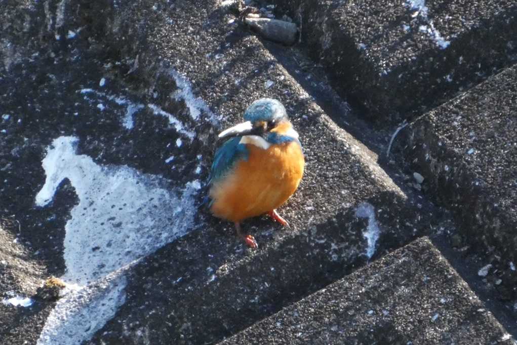 515