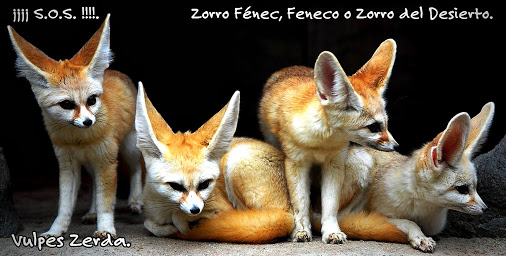 ZorroFenec10.jpg