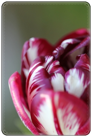 チューリップ-7 13.4.27