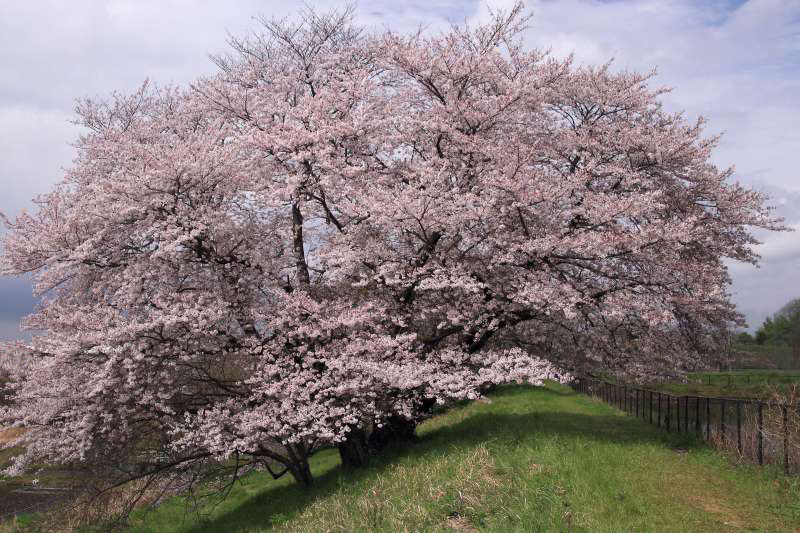 一本桜_003.jpg