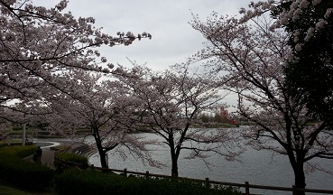 落合公園２５桜