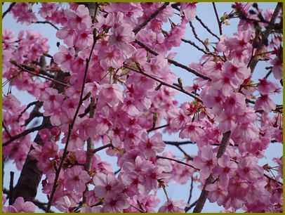 （令和4年3月31日）桜さくら薄墨流す和紙薄し♪ | 花の歳時記 （天南星の魅力＆山野草） - 楽天ブログ