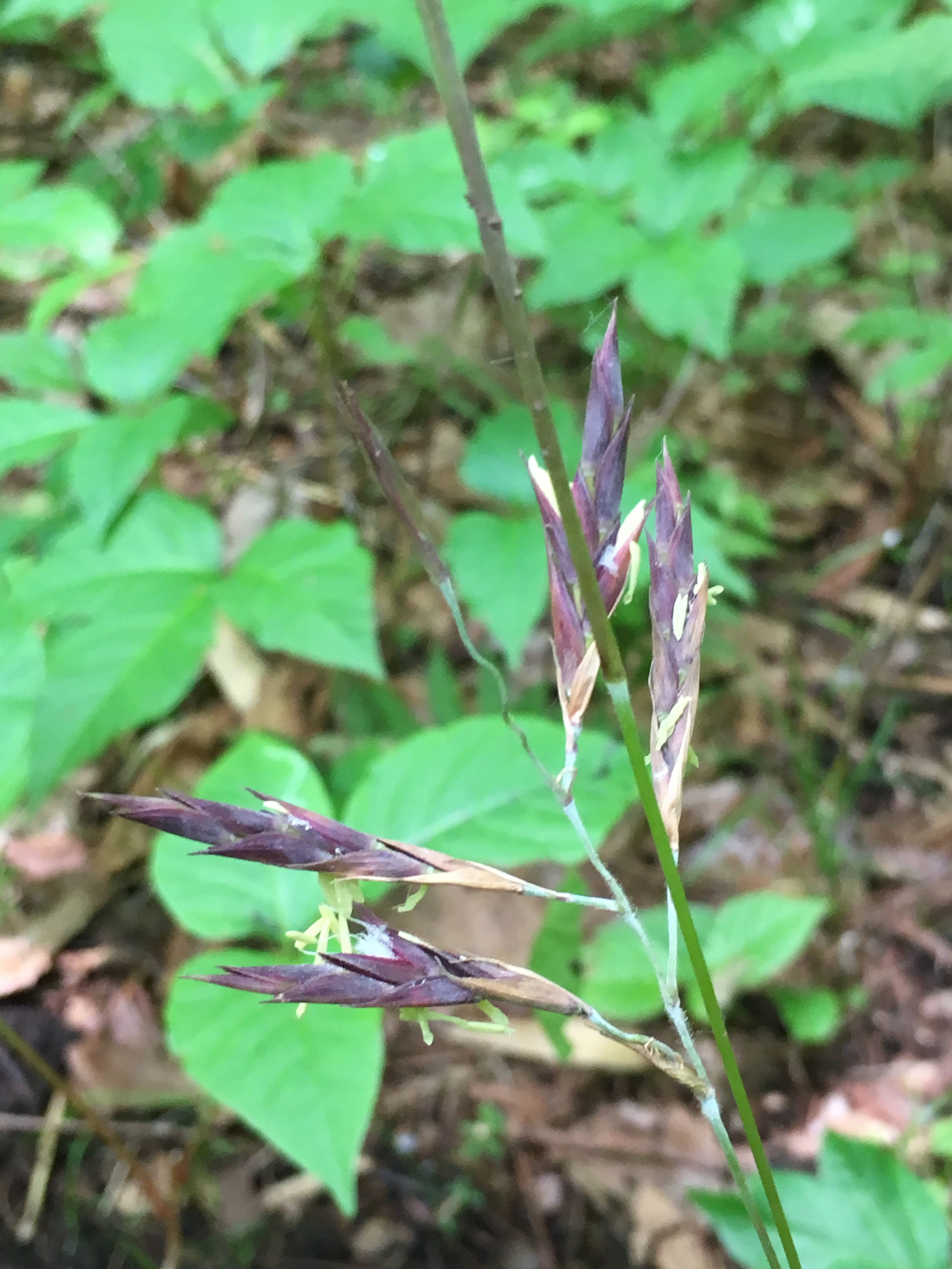 笹竹開花 想いのままに 楽天ブログ