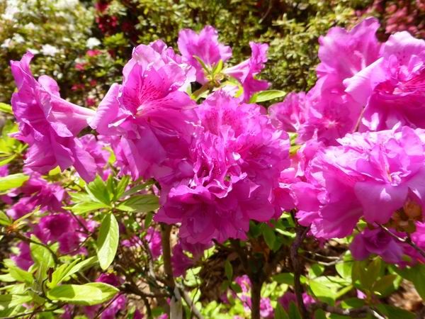 花御札 はなみふだ をもとめて根津神社まで ベルポンのうふふ２ 楽天ブログ