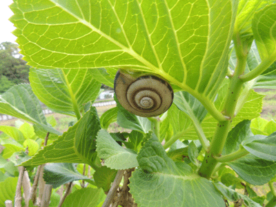 紫陽花の葉に早くも カタツムリ が現れた 尾上 茂 の日記 おのログ 楽天ブログ