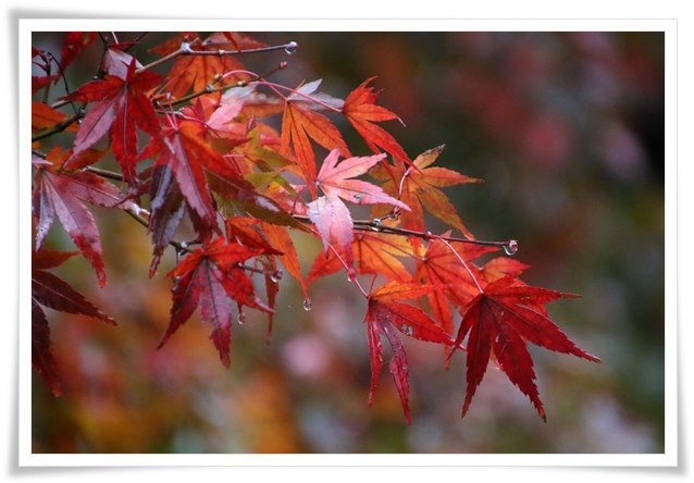 北部公園-26 蓮池-12 15.11.14