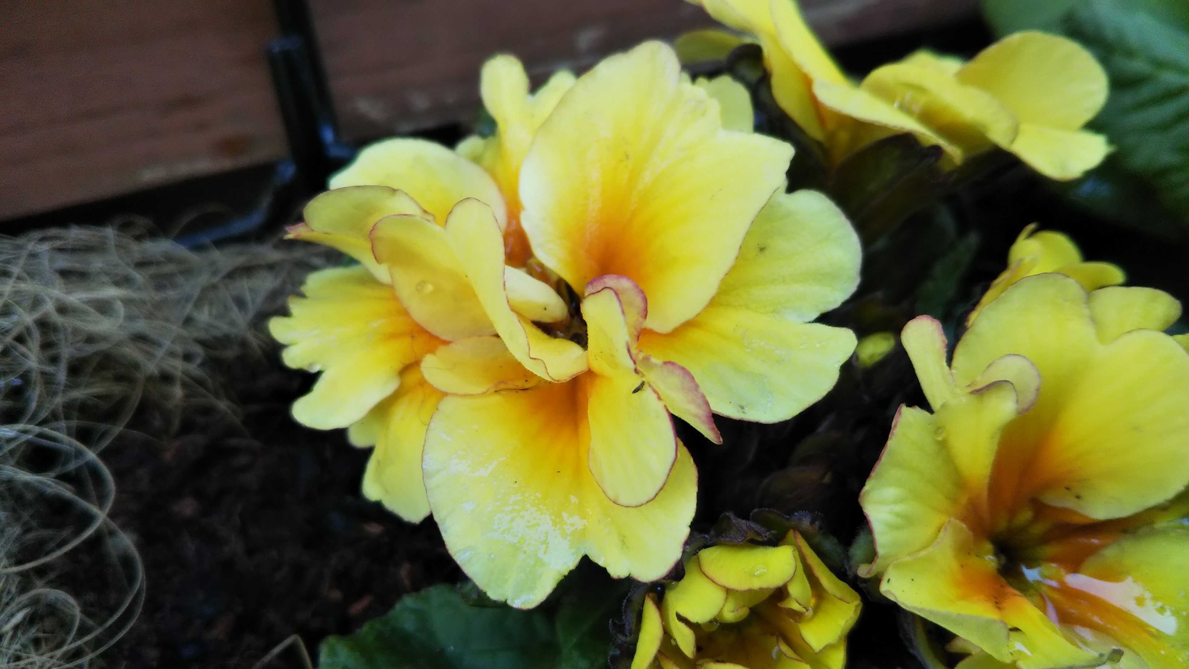 ケン君診察出来ず 犯猫判明 プリムラの寄せ植え | シェードガーデンと