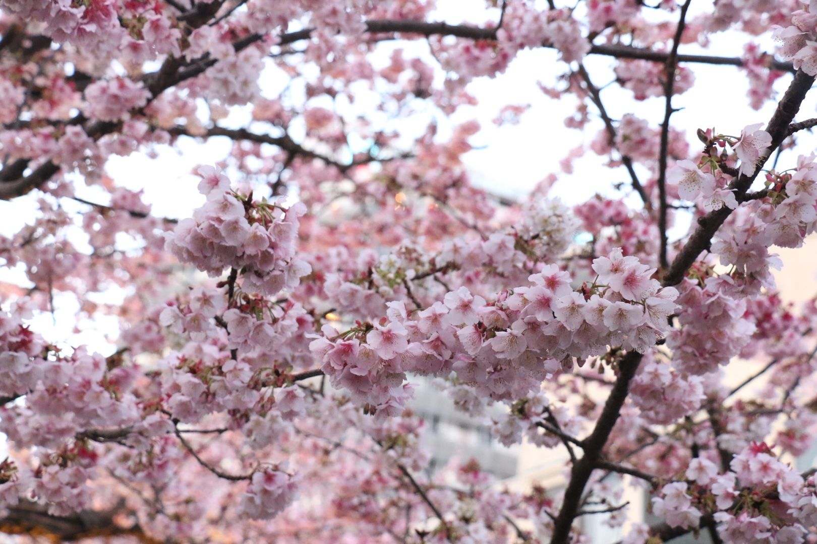 熱海桜 Pote Chiの日記 楽天ブログ