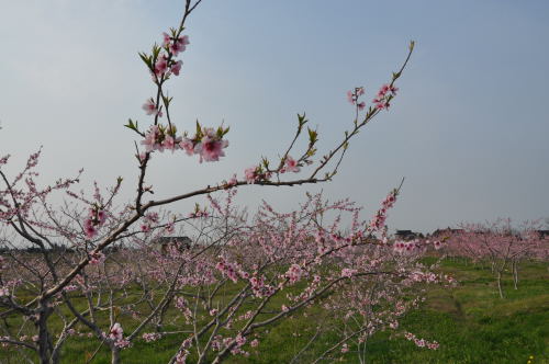 桃の花