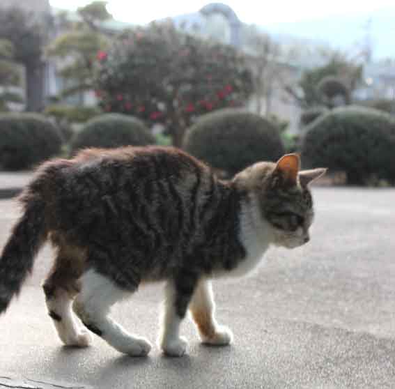 我が家のニャンコ♪2013/12/18-3