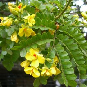 ペルナンブーコの花