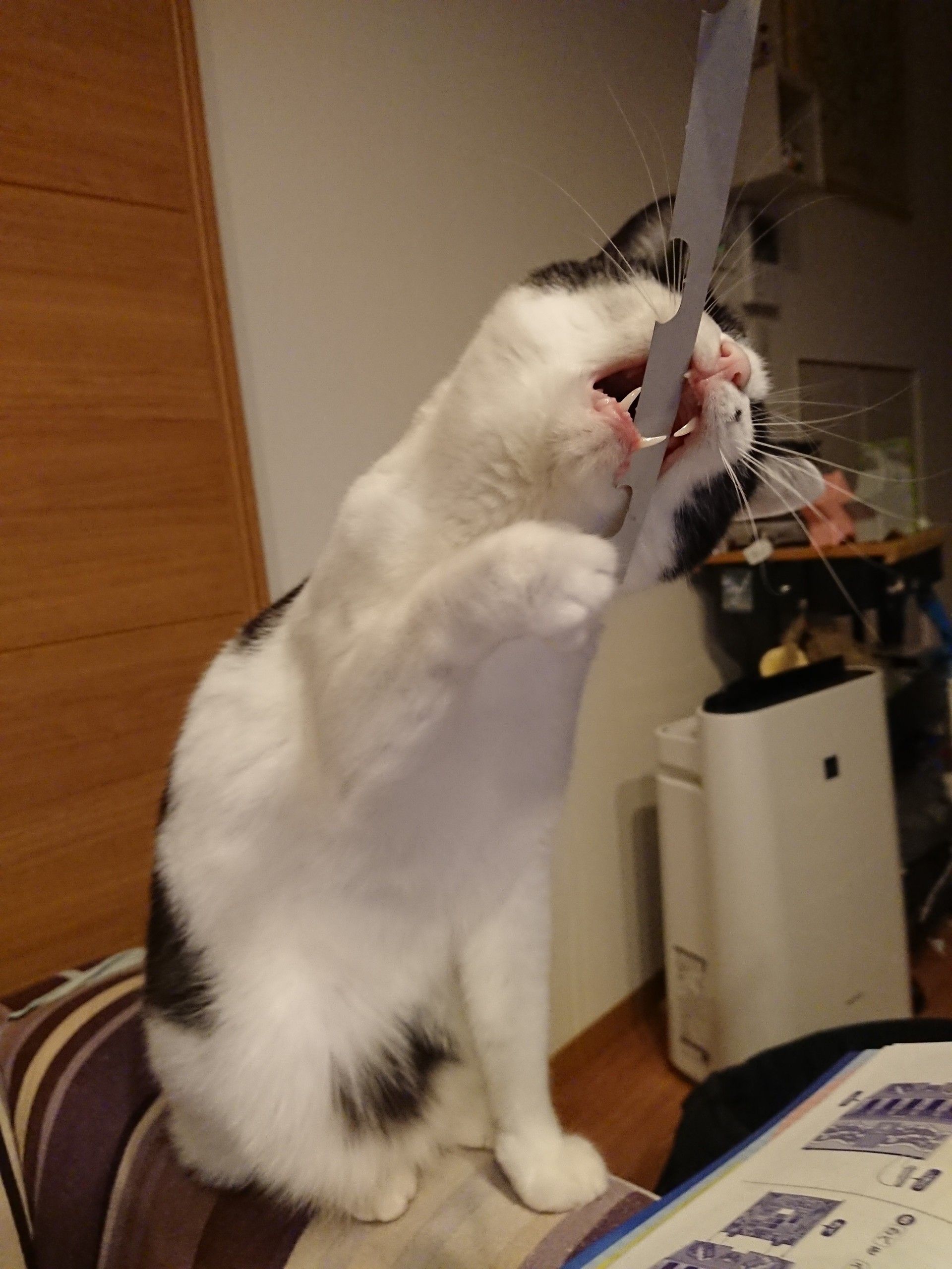 ワニワニパニック】幼稚園 4月号を買いました【来月号もヤバイ 