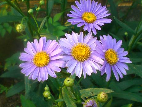 チョウセンシオン