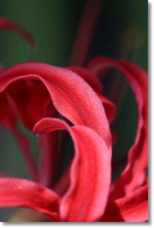 狐山古墳-13 ヒガンバナ-13 13.9.24