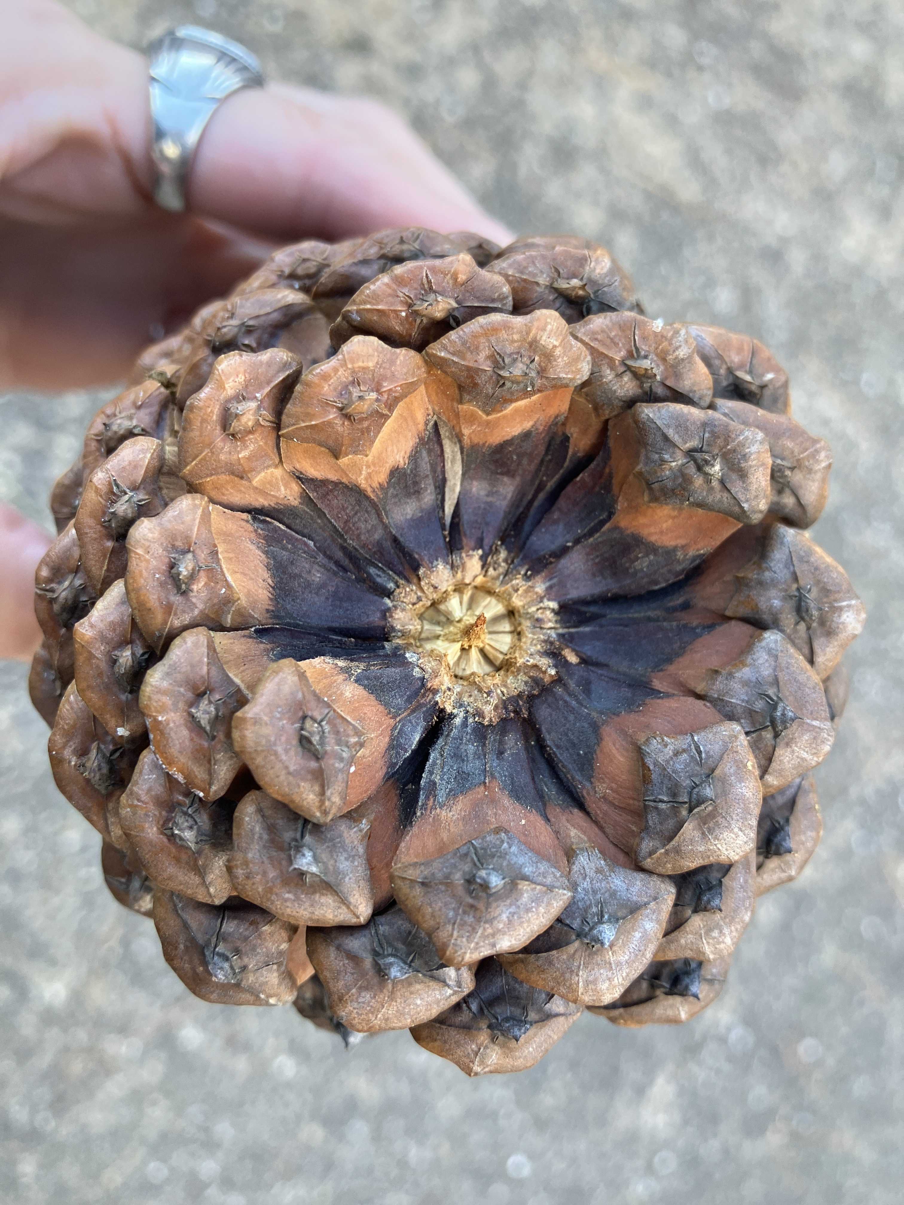 デカ松ぼっくりと木の実展 アメリカ産植物見本園 | 今日は誰と会える