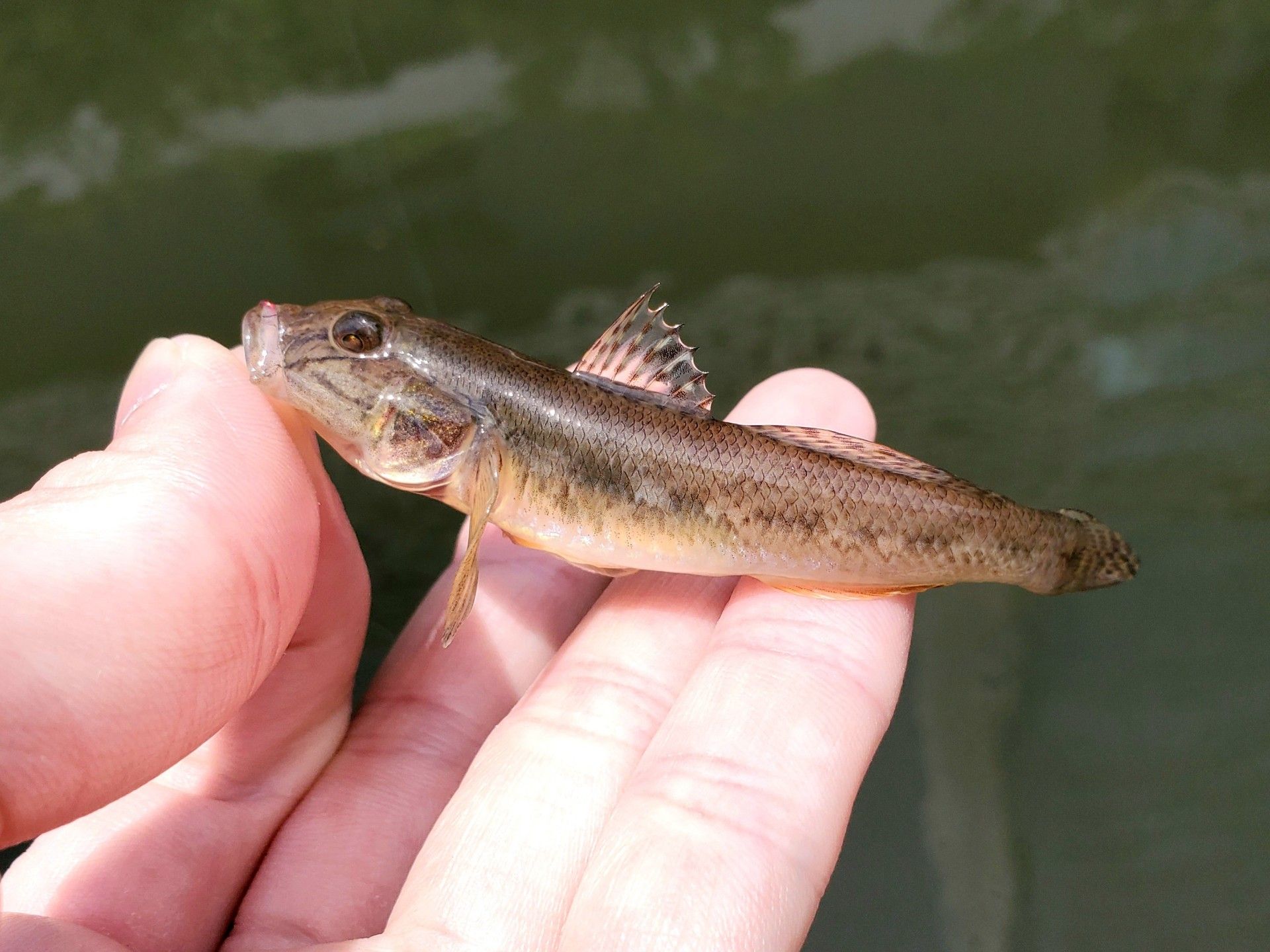 魚釣り 魚と日常ブログ 楽天ブログ