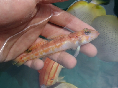 沖縄深海魚採集2013年4月14　Parapercis sp.（オガサワラトラギス（Parapercis katoi）の疑い）