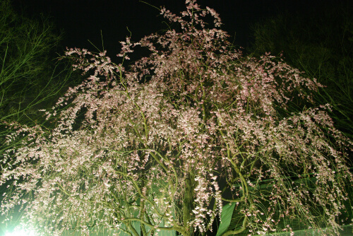 長遠寺の夜桜