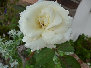 P1250175ss.jpg
