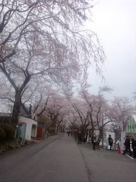 sakura1.jpg