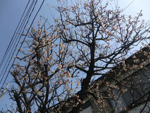 ume02.jpg
